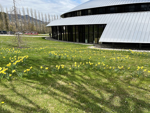 スイス留学への学校訪問に伺ったル・ロゼ校の敷地内に咲くスイセンの花