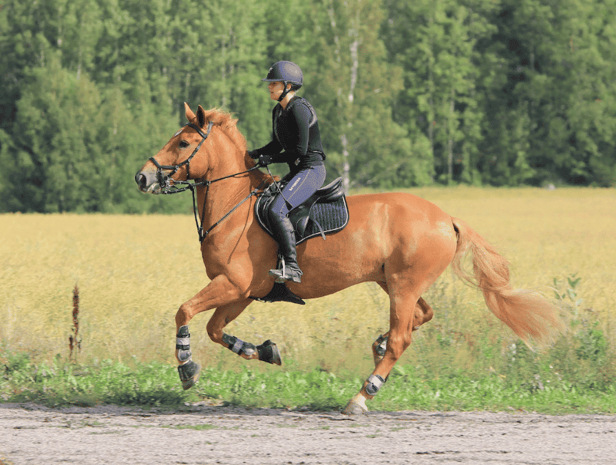 コレージュ・リセ・サン・シャール校のサマースクールのアクティビティ乗馬