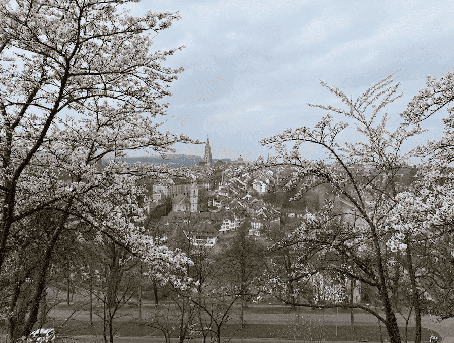 スイスの首都ベルンの旧市街を一望できる人気の展望スポットに、日本から贈られたソメイヨシノが植えられており、春になると美しい桜が咲き誇ります