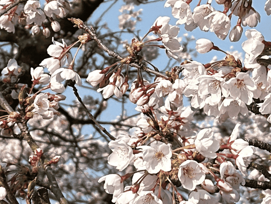1975年4月10日、奈良県の蒲田善之氏からベルン市へ100本のソメイヨシノの苗木が寄贈され、バラ公園に植えられた。
