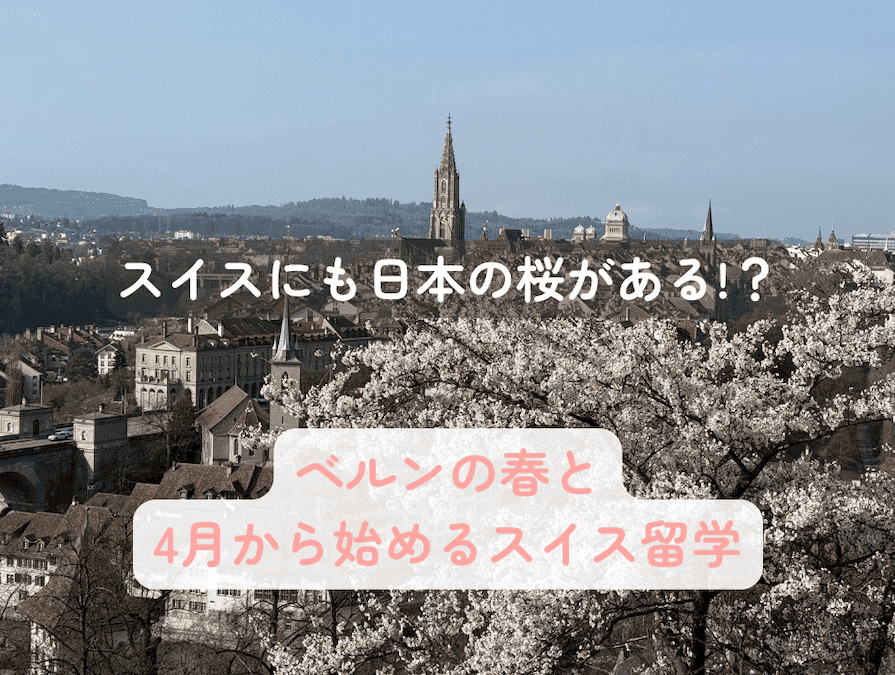スイスの首都ベルンの旧市街を一望できる人気の展望スポットに、日本から贈られたソメイヨシノが植えられており、春になると美しい桜が咲き誇ります